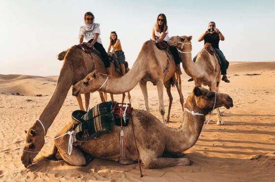 Guided tour to Camel farm