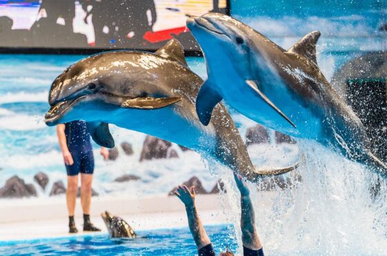 Dolphin & Seal Show Regular Tickets