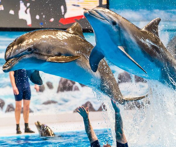 Dolphin & Seal Show Regular Tickets