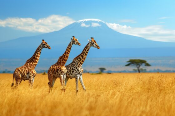 10 Days Dubai & Tanzania Tour